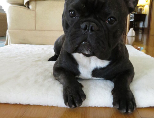 Why a Refined French Bulldog Became Timid & Frightened