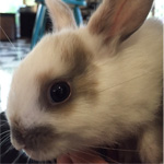 animal rabbit communication